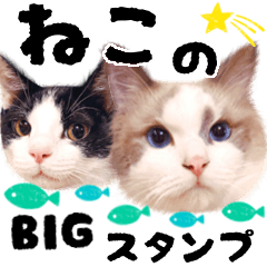 [LINEスタンプ] BIGねこ☆ラグドールとハチワレの保護猫