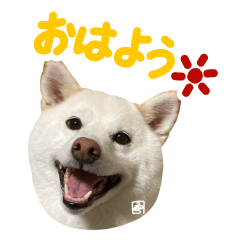 [LINEスタンプ] 白柴犬40面相スタンプ（実写）3