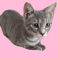 [LINEスタンプ] びびちゃん3かげつ