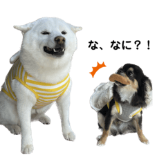 [LINEスタンプ] たると・みるく・むさしの日常
