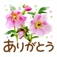 [LINEスタンプ] ほんわかさん【綺麗な花と丁寧語】No.34の画像（メイン）
