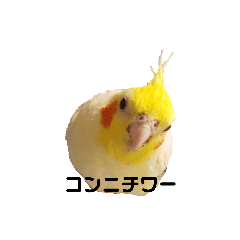 [LINEスタンプ] わが家のオカメインコchocobo