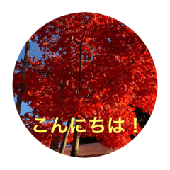 [LINEスタンプ] 秋紅葉バージョン2