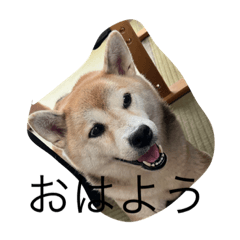 [LINEスタンプ] 柴犬ハルと茶猫アバその2