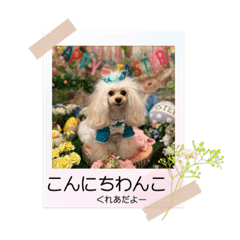 [LINEスタンプ] CREA(トイプー)の愛犬スタンプ 12