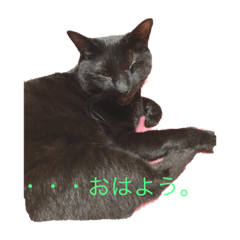 [LINEスタンプ] 愛猫 ジジ マル キム