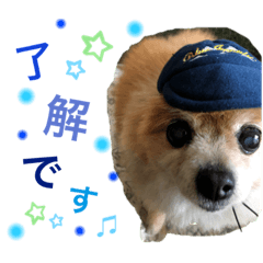 [LINEスタンプ] 愛犬りんたんと愛鳥ピーちゃんの日常生活