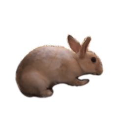 [LINEスタンプ] ウサギのぽぽ