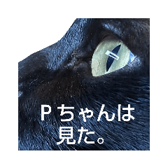 [LINEスタンプ] 黒猫Pちゃん（Black−P）