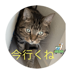 [LINEスタンプ] 愛猫！普段使いしやすい