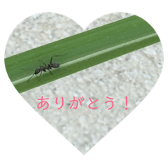 [LINEスタンプ] ムッシュ昆虫