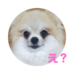 [LINEスタンプ] ポメの七変化