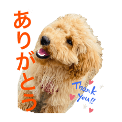 [LINEスタンプ] わんこにゃんこず