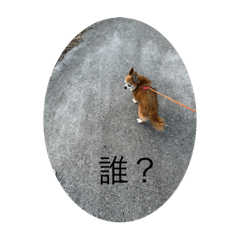 [LINEスタンプ] かわいい犬とレースのスタンプ