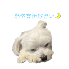 [LINEスタンプ] まるちわのルナ3