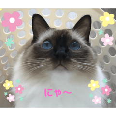 [LINEスタンプ] もこはなスタンプ3