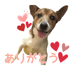 [LINEスタンプ] 【犬の日】LOVE♡ジャックラッセルテリア