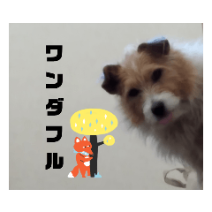 [LINEスタンプ] 犬のりんちゃんペスタンプ