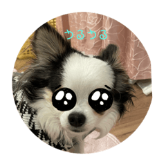 [LINEスタンプ] チワワのQoo（クー）ちゃん！の画像（メイン）