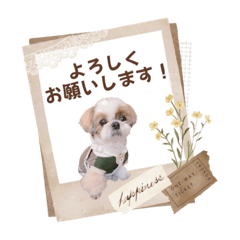 [LINEスタンプ] 可愛いきなこちゃんスタンプ