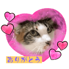 [LINEスタンプ] にゃんこ（琴乃華）のアップVer.
