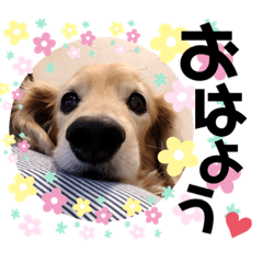 [LINEスタンプ] うちのぷ〜ちゃん④