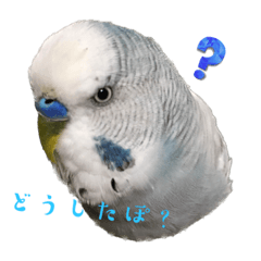 [LINEスタンプ] ぽぽだぽスタンプ