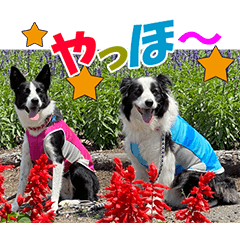 [LINEスタンプ] Border Collie Anne