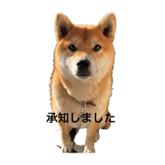 [LINEスタンプ] ニセシバプリン