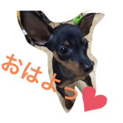 [LINEスタンプ] ミニピンのしおたんくん