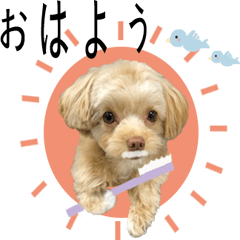 [LINEスタンプ] ＊癒し可愛いわんこ＊ 日常スタンプ♪