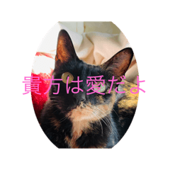 [LINEスタンプ] 気楽な猫暮らし