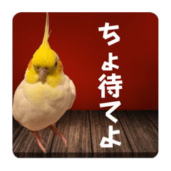 [LINEスタンプ] 愛太郎インコなスタンプ⑤