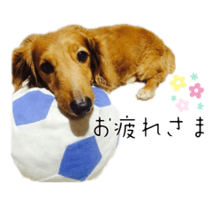 [LINEスタンプ] 松井さん家のお犬様