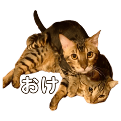 [LINEスタンプ] ちますけ倶楽部