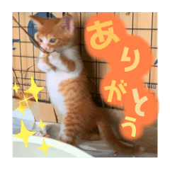 [LINEスタンプ] めちゃかわねこちゃんず2！