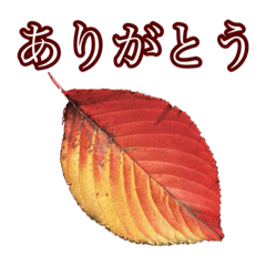 [LINEスタンプ] 秋の落ち葉