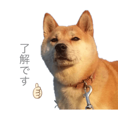 [LINEスタンプ] WANKOStanp1105