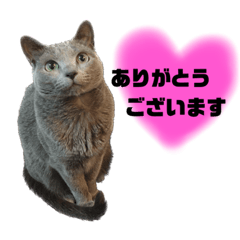 [LINEスタンプ] 【日常会話】ロシアンブルーのるるちゃんの画像（メイン）