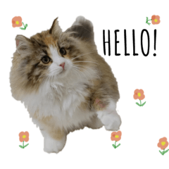 [LINEスタンプ] RUBIN①