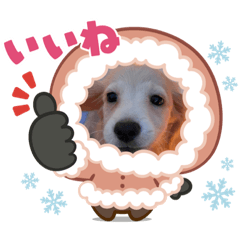 [LINEスタンプ] ミニチュアダックスとトイプードル♡