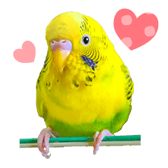 [LINEスタンプ] セキセイインコの可愛いピーちゃんスタンプ