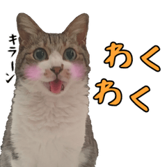 [LINEスタンプ] キジ白ばぁば！vol.3