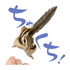 [LINEスタンプ] しまりす麦スタンプ