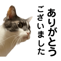 [LINEスタンプ] シヒタンとハナ 7