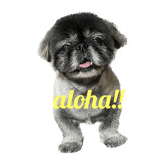 [LINEスタンプ] きゅきゅまる