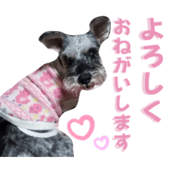 [LINEスタンプ] チャッピーちゃん スタンプNo3