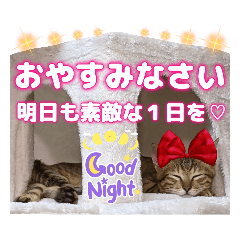 [LINEスタンプ] 猫❤️冬スタンプ❤️キジトラ ミケ❤️part2