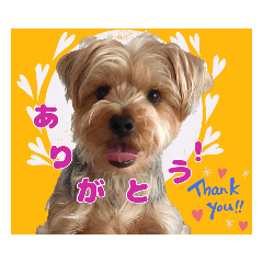 [LINEスタンプ] ヨークシャーテリアのガブリエル3
