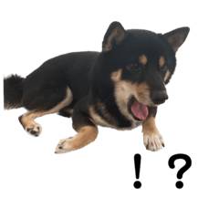 [LINEスタンプ] うちのうた（柴犬）実写版